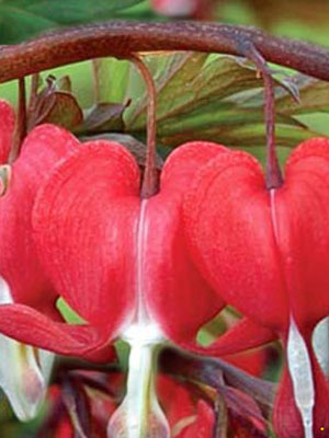 Dicentra spectabilis 'Valentine', orange-rotes Tränendes Herz