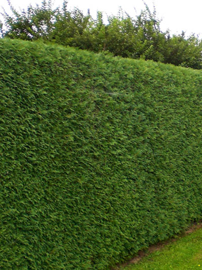 Hecke Thuja Brabant