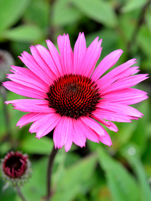 Echinacea purpurea 'Fatal Attraction' ®, Garten-Sonnenhut, Scheinsonnenhut