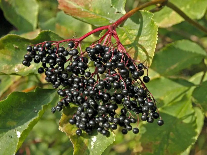 Nahaufnahmen der schwarzen Beeren des Sambucus nigra