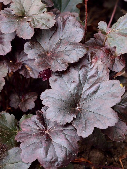 Heuchera x micrantha 'Obsidian', Purpurglöckchen, Purpurblatt