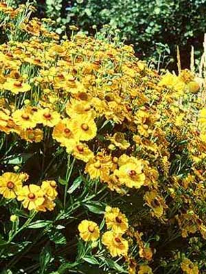 Helenium x hybrida 'Goldrausch' (M), Garten-Sonnenbraut