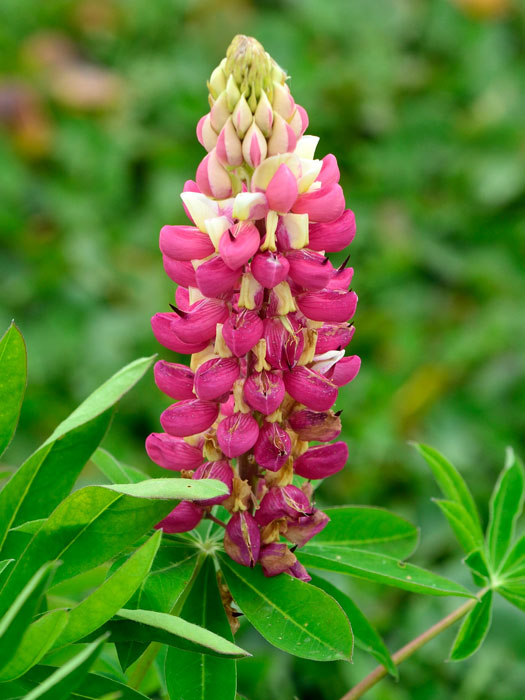 Lupinus polyphyllus 'Schlossfrau', Rosa Lupine, Wolfsbohne