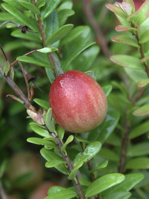 Cranberry, großfruchtige Moosbeere - Gesundheitsbeere