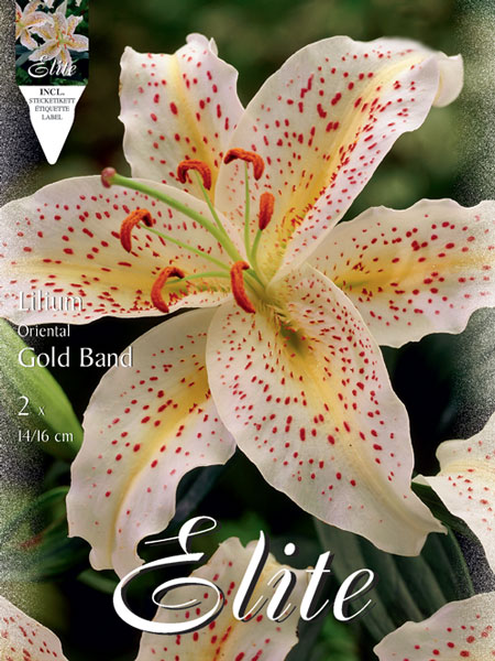 Orientalische Lilien-Hybride 'Gold Band', Lilium (Art.Nr. 521717)