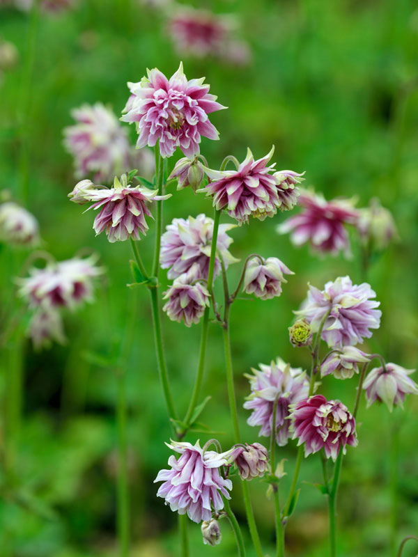 Aquilegia x cultorum 'Nora Barlow', Gefüllte Akelei