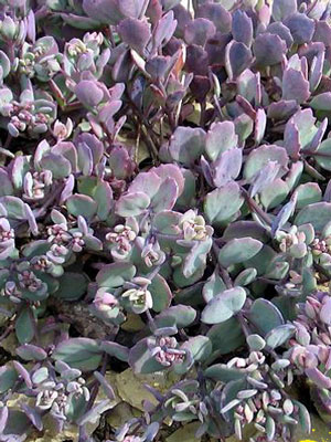 Sedum cauticola, Pflaumen-, Himalaja- oder Purpur-Fetthenne