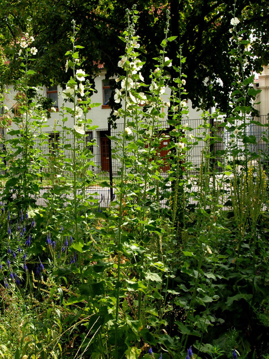 Alcea hybrida 'Parkallee', Stockrose, ausdauernde Stockrose, Stockmalve