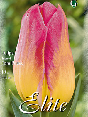 Triumph-Tulpe 'Tom Pouce' (Art.Nr. 595265)