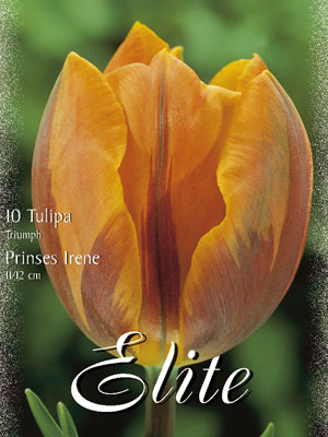 Triumph-Tulpe 'Prinses Irene' (Art.Nr. 595252)