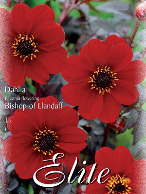 Duplex-Dahlie 'Bishop of Llandaff', Dahlia (Art.Nr. 520691)