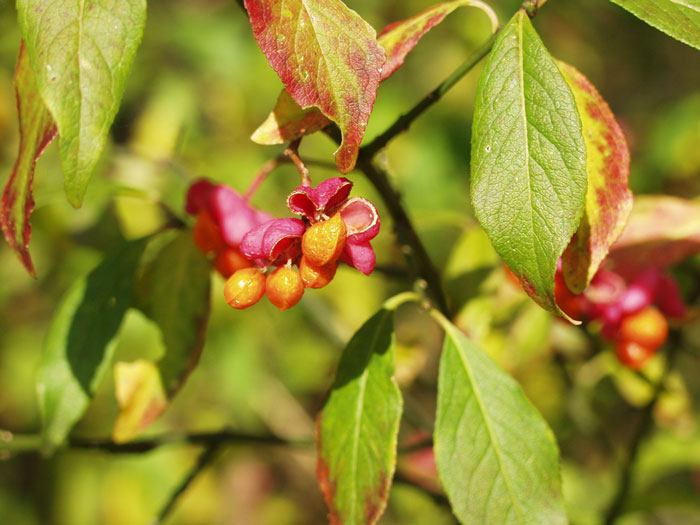 Blatt und Bluete des Pfaffenhuetchens