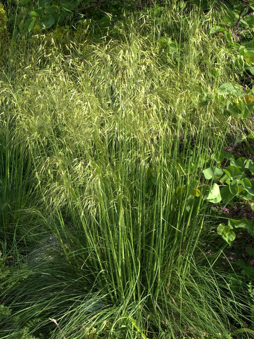 Stipa gigantea, Riesen-Federgras