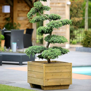 Garten-Bonsai & Formgehölze