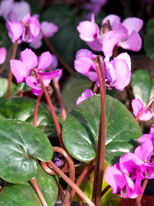 Cyclamen coum, (Garten-) Frühlingsalpenveilchen