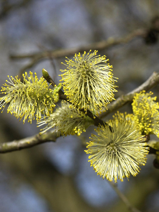 Salix aurita, Ohrweide