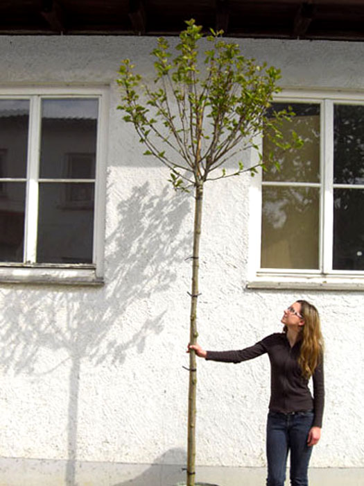 Platanus hispanica 'Alphens Globe',  Kugelplatane - Hochstamm