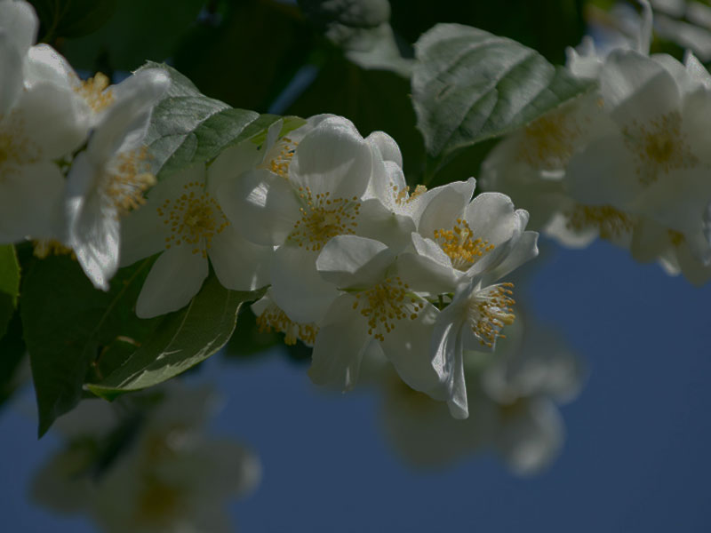 Philadelphus-Portraet