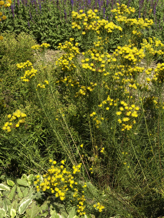 Aster linosyris, Goldhaar-Aster, europäische Wildaster