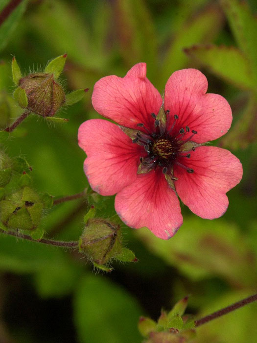 Potentilla nepalensis 'Miss Willmott', Großblütiges Fingerkraut