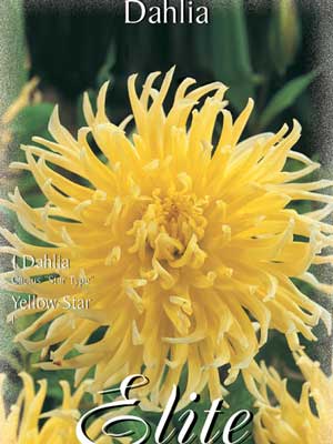 Kaktus-Dahlie 'Yellow Star', Dahlia (Art.Nr. 520352)