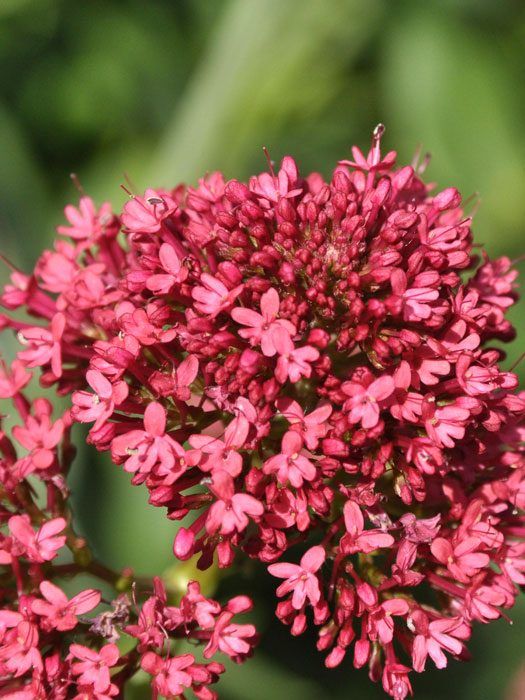 Centranthus ruber 'Coccineus', Spornblume