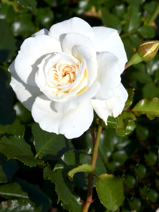 Blüte der Rose Petticoat