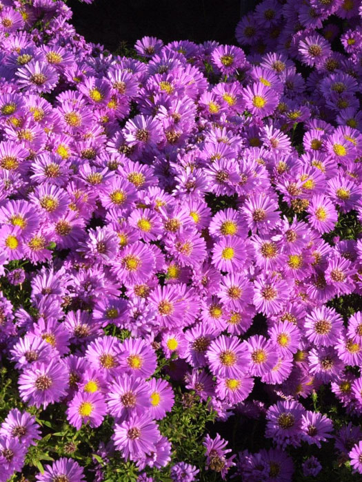 Aster dumosus 'Heinz Richard', rosa Kissen-Aster, Herbst-Aster