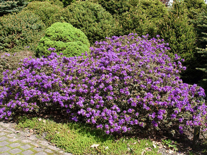 Rhododendron impeditum 'Azurika'