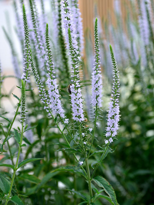 Veronica longifolia 'Schneeriesin', Langblättriger Garten-Ehrenpreis, Wiesen-Ehrenpreis