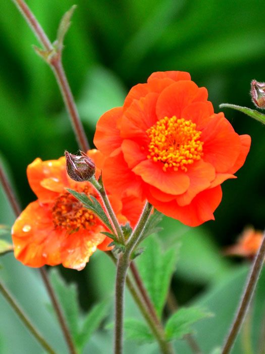 Geum coccineum 'Werner Arends'  (M), Niedriger Nelkenwurz