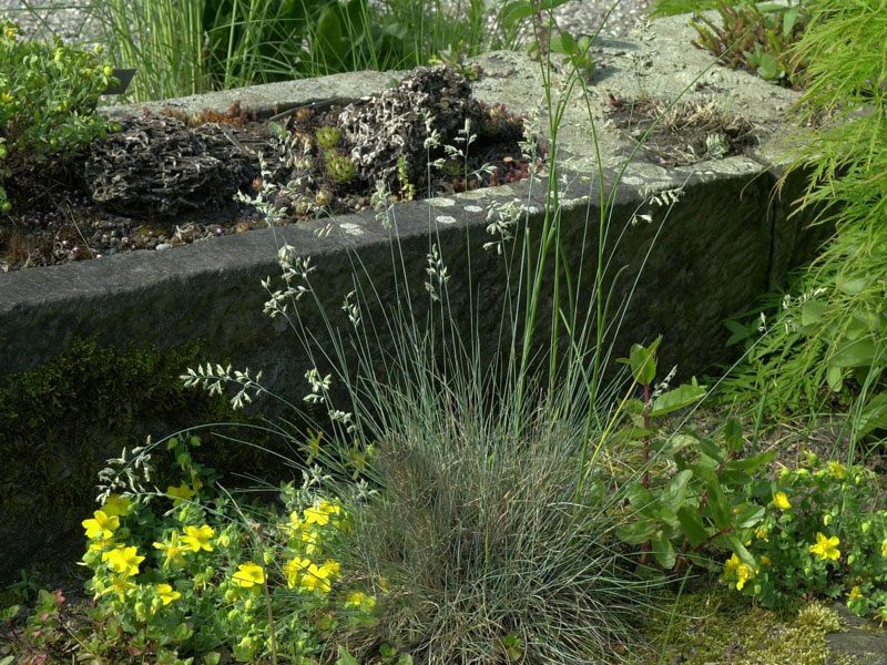 Festuca valesiaca 'Zwergenkönig', Blau-Schwingel