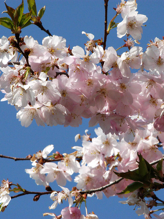 Prunus subhirtella 'Accolade', Frühe Zierkirsche - Hochstamm