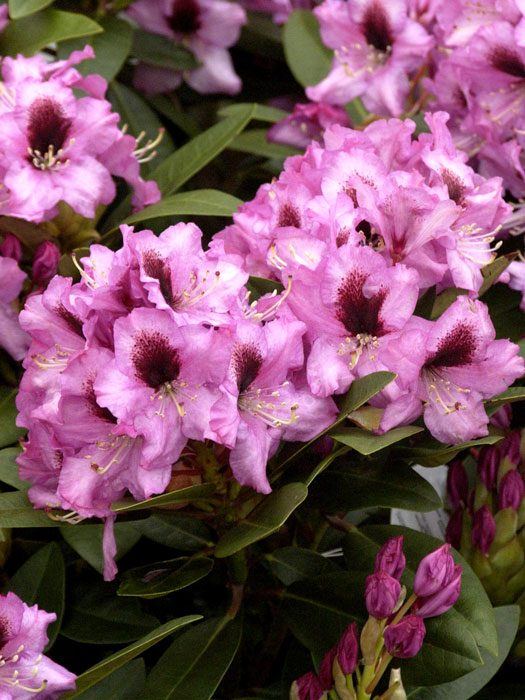 Rhododendron 'Kokardia'