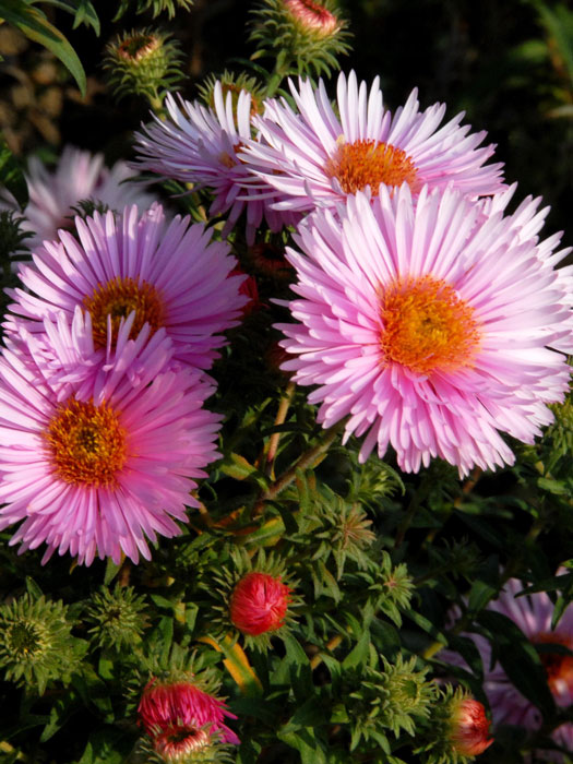 Aster novae-angliae 'Rosa Sieger' (M), Raublatt-Aster