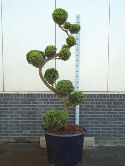 Cryptomeria japonica 'Rasen', XXL-Produkt