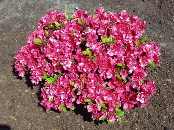 Rhododendron obtusum 'Canzonetta'