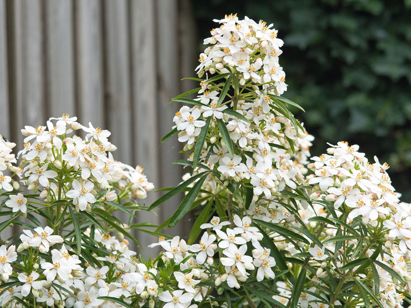 Choisya ternata 'Aztec Pearl', Orangenblume