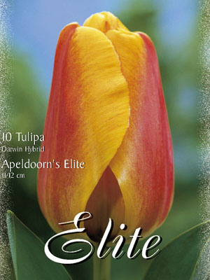 Darwin-Hybrid-Tulpe 'Apeldoorns Elite' (Art.Nr. 595294)