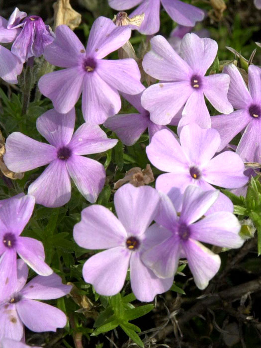 Phlox douglasii 'Lilac Cloud', Polsterphlox, Teppich-Flammenblume