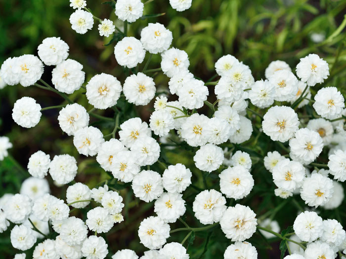 Achillea ptarmica 'The Pearl' (Syn.'Schneeball', 'die Perle'), Sumpfschafgarbe, gefüllte Bertramsgarbe