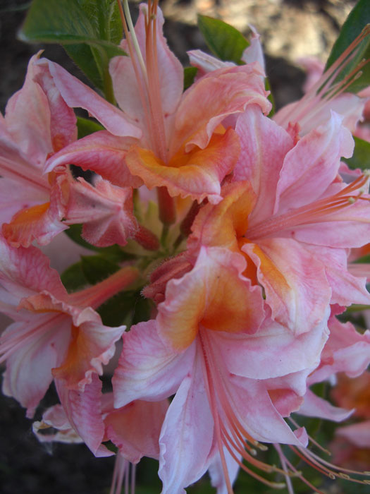 Rhododendron viscosum 'Quiet Thoughts', sommergrüne japanische Gartenazalee