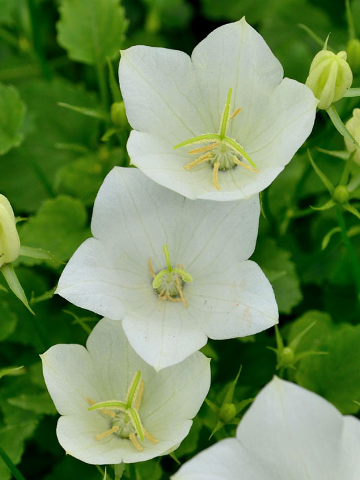 Campanula carpatica 'Weiße Clips', Karpatenglockenblume, Gartenglockenblume