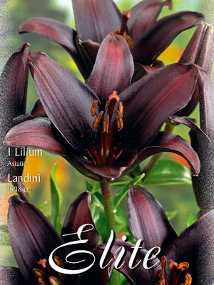 Asiatische Lilien-Hybride 'Landini' (Art.Nr. 597082)