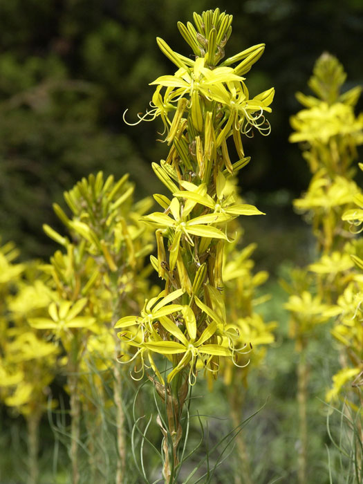 Asphodeline lutea, Junkerlilie