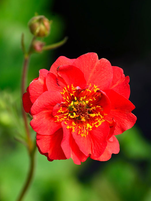 Geum chiloense 'Feuerball' (syn. 'Mrs. Bradshaw'), Nelkenwurz