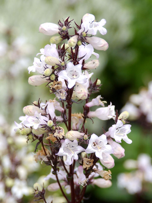 Penstemon digitalis 'Husker Red', Bronce-Bartfaden