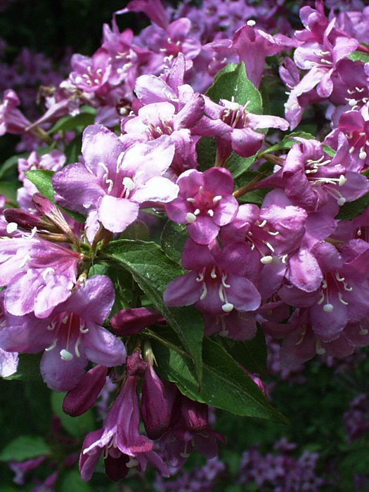 Trompetenblüten Rosa Weigelie