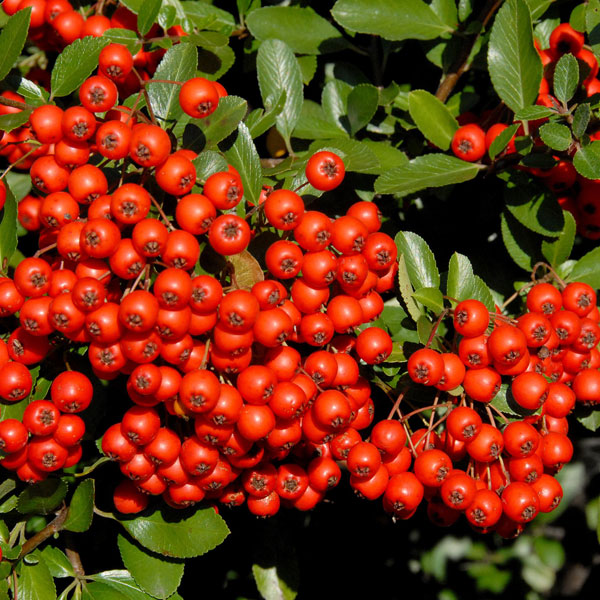 Portraetaufnahme Pyracantha Red column