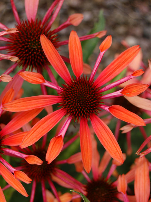 Echinacea purpurea 'Sunset'®, Garten-Sonnenhut, Scheinsonnenhut